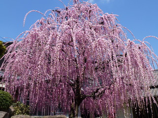 P1060510.jpg